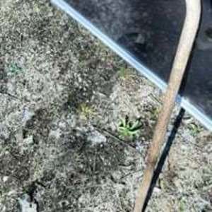 Wooden cane